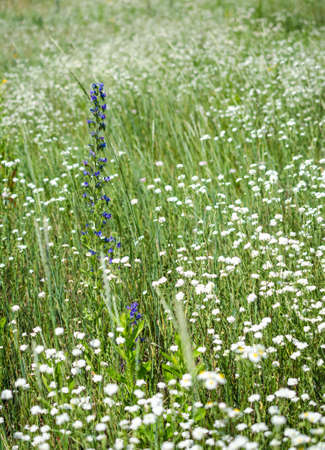 Wildflowersの写真素材