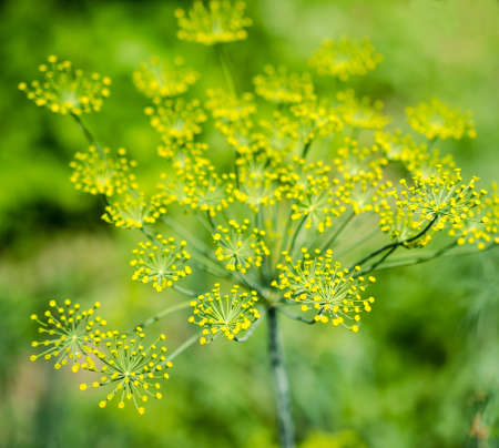 Dill flowerの写真素材