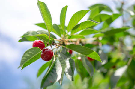 Cherry treeの写真素材
