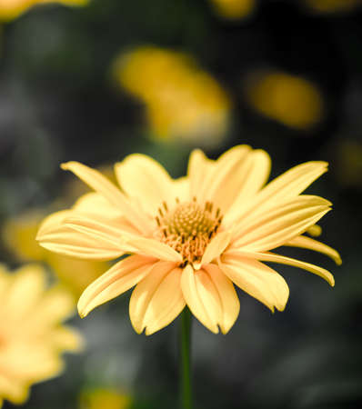 Yellow flowerの写真素材