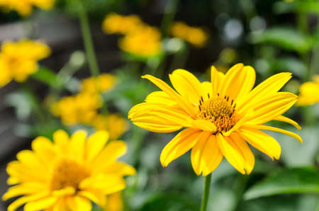 Yellow flowerの写真素材