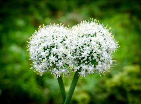 Garlic flowerの写真素材