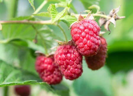 Raspberryの写真素材