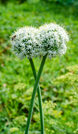 Garlic flowerの写真素材