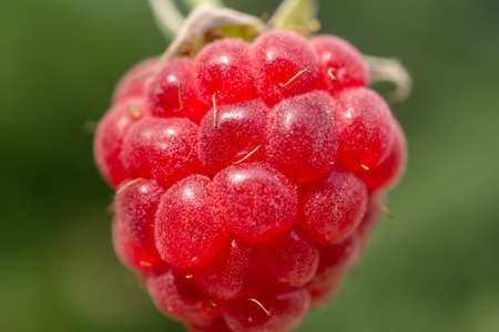 Raspberryの写真素材