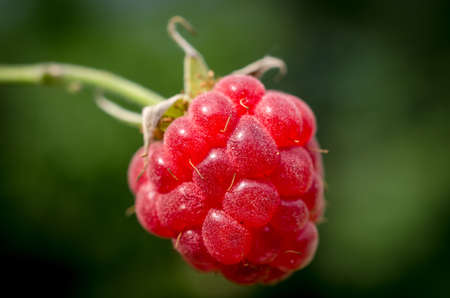 Raspberryの写真素材