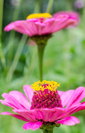 Zinia flowersの写真素材