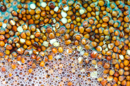 Radish seedsの写真素材