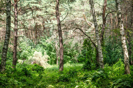 Forestの写真素材