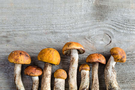 orange cap bolete mushrooms