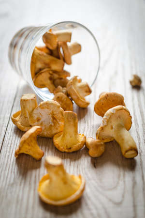 chanterellesの写真素材
