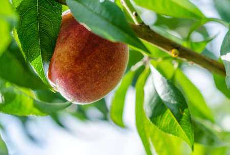 peachesの写真素材