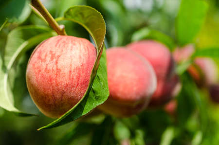 peachesの写真素材