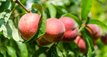 peachesの写真素材