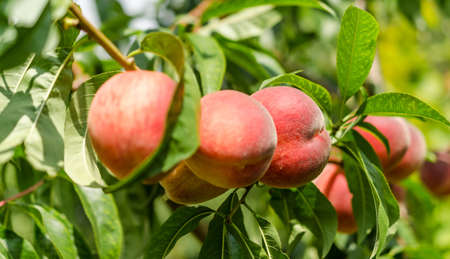 peachesの写真素材
