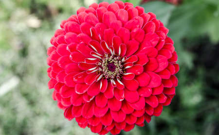 red flowerの写真素材
