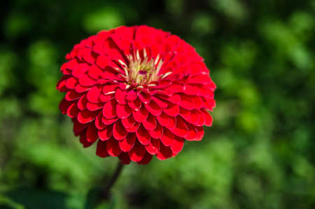red flowerの写真素材