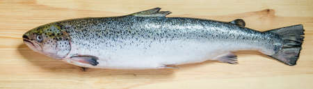Fresh Atlantic Salmon whole fish on the tableの写真素材