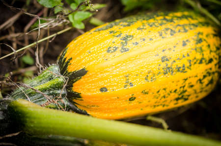 squash at gardenの写真素材