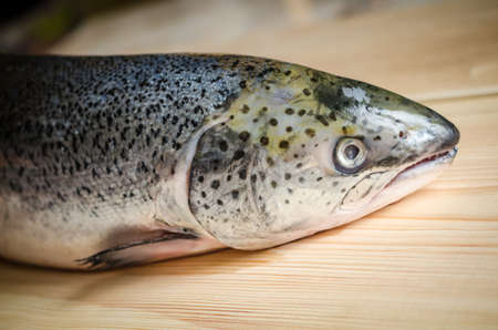 whole salmonの写真素材