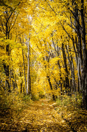 autumn forest