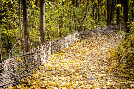 autumn forestの写真素材