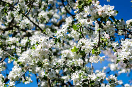 apple blossom