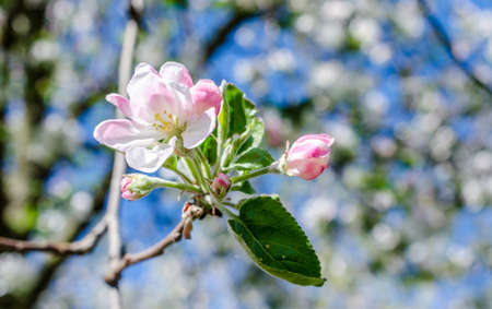 cherry blossom
