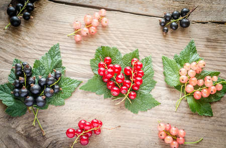 red, white and black currant