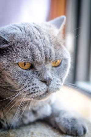 british catの写真素材