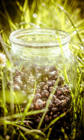 blackcurrantの写真素材