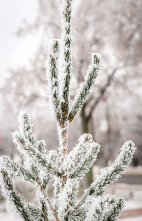 Frosted treeの写真素材