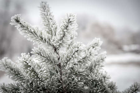 Frosted treeの写真素材