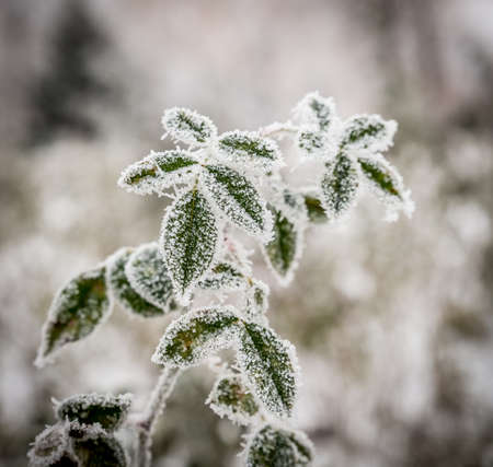 Frosted plantsの写真素材