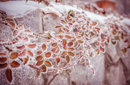 Frosted plantsの写真素材