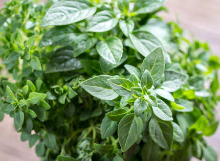 Basil