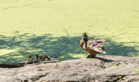 Ducks in Central Park NYCの写真素材
