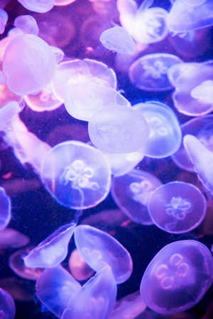 Jellyfish