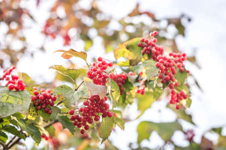 Viburnumの写真素材