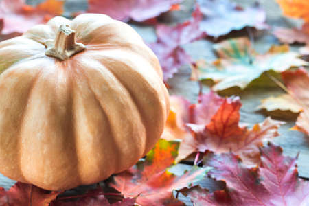 A pumpkinの写真素材