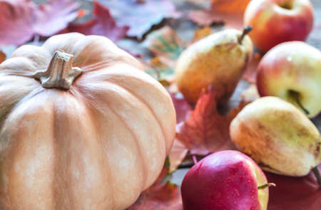 A pumpkinの写真素材