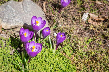 Crocus flowers on the flowerbed