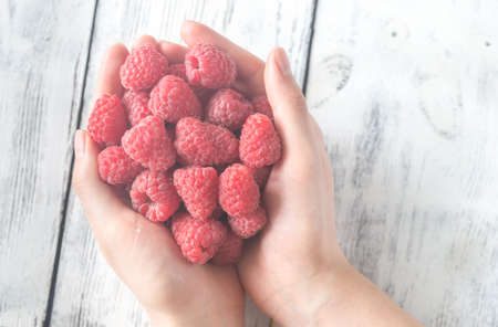 Hands holding raspberriesの写真素材
