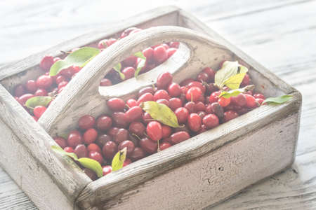 Dogwood berries in the basketの写真素材