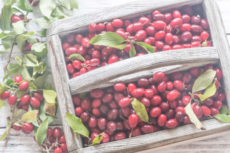 Dogwood berries in the basket