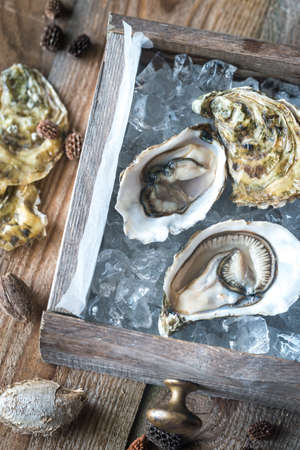 Raw oysters in the wooden box