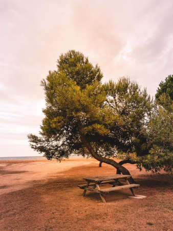Pine trees on the Mediterranean seashoreの写真素材
