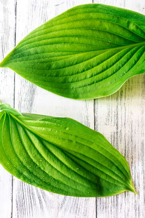 Two fresh green leaves on the white wooden background