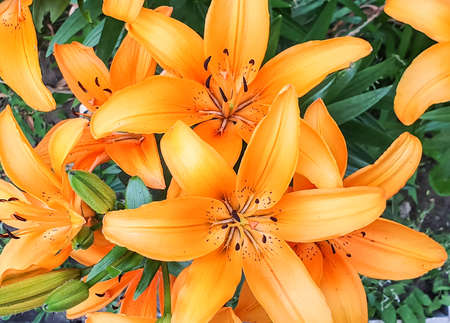 Lilies growing in the flowerbed top view