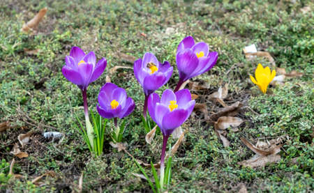 Beautiful spring purple crocus flowers in the garden